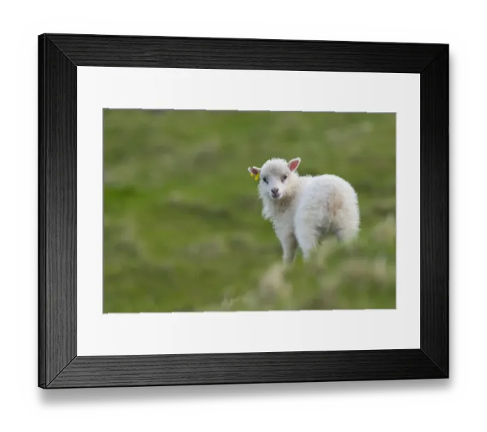Framed Print : Lamb, Mykines, Faroe Islands, Denmark Framed Print : Lamb, Mykines, Faroe Islands, Denmark