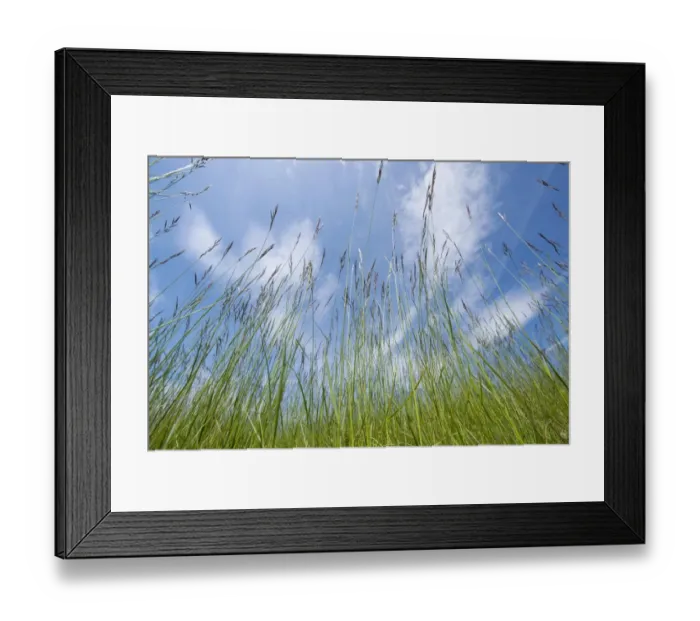 Framed Print : Flowering Grasses -Poaceae-, Thuringia, Germany Framed Print : Flowering Grasses -Poaceae-, Thuringia, Germany