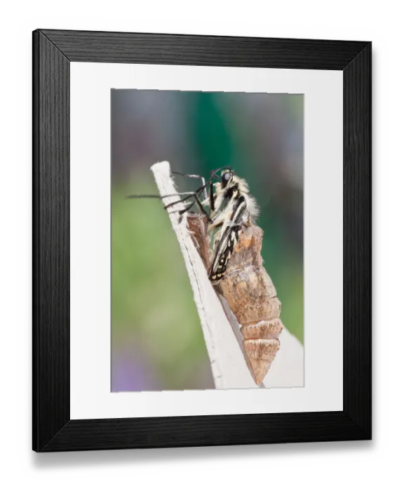 Framed Print : Old World Swallowtail -Papilio machaon- emerges from its exuvia, North Hesse, Hesse, Germany Framed Print : Old World Swallowtail -Papilio machaon- emerges from its exuvia, North Hesse, Hesse, Germany