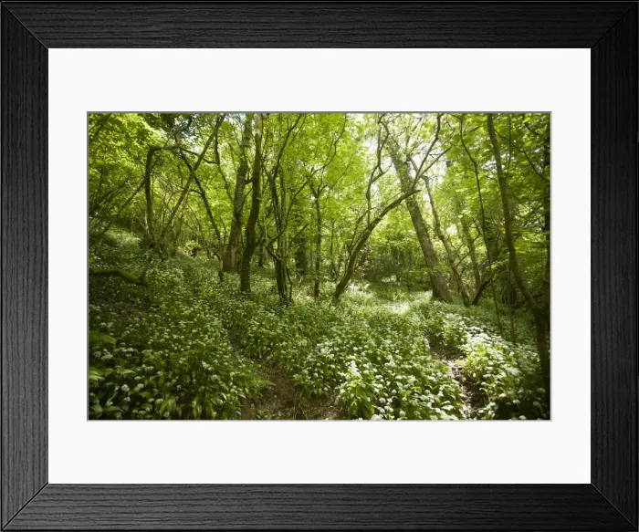 Framed Print : Forest in the Dartmoor National Park, Lyndford, England, United Kingdom Framed Print : Forest in the Dartmoor National Park, Lyndford, England, United Kingdom