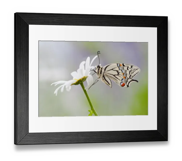 Framed Print : Old World Swallowtail -Papilio machaon- butterfly on a Marguerite Framed Print : Old World Swallowtail -Papilio machaon- butterfly on a Marguerite