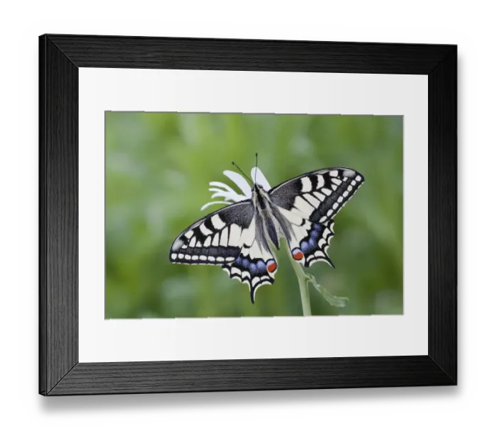 Framed Print : Old World Swallowtail -Papilio machaon- butterfly, view from above with spread wings Framed Print : Old World Swallowtail -Papilio machaon- butterfly, view from above with spread wings
