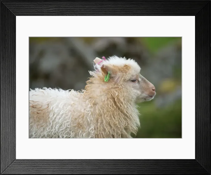 Framed Print : Lamb with and ear tag, Faroe Islands, Denmark Framed Print : Lamb with and ear tag, Faroe Islands, Denmark
