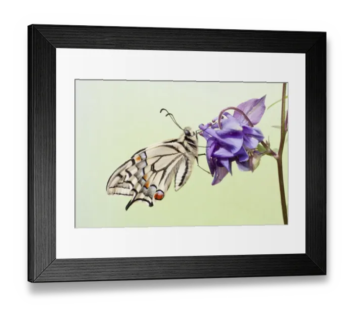 Framed Print : Old World Swallowtail -Papilio machaon- butterfly on a Columbine, North Hesse, Hesse, Germany Framed Print : Old World Swallowtail -Papilio machaon- butterfly on a Columbine, North Hesse, Hesse, Germany