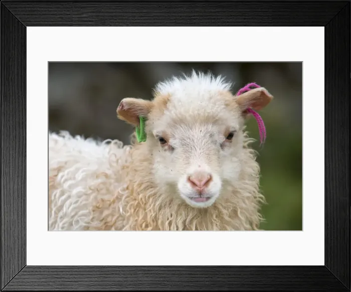 Framed Print : Lamb with ear marks, Mykines, Faroe Islands, Denmark Framed Print : Lamb with ear marks, Mykines, Faroe Islands, Denmark