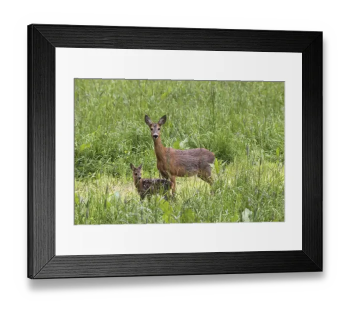 Framed Print : Roe deer -Capreolus capreolus-, doe with fawn, Allgau, Bavaria, Germany Framed Print : Roe deer -Capreolus capreolus-, doe with fawn, Allgau, Bavaria, Germany