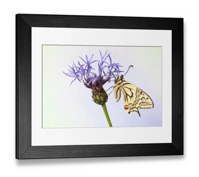 Framed Print : Old World Swallowtail -Papilio machaon- butterfly on a cornflower Framed Print : Old World Swallowtail -Papilio machaon- butterfly on a cornflower