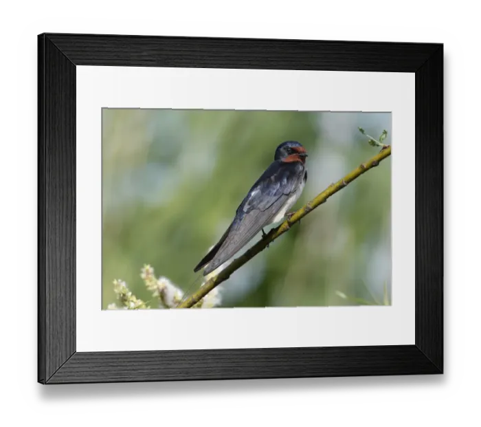 Framed Print : Barn Swallow -Hirundo rustica-, Mecklenburg-Western Pomerania, Germany Framed Print : Barn Swallow -Hirundo rustica-, Mecklenburg-Western Pomerania, Germany
