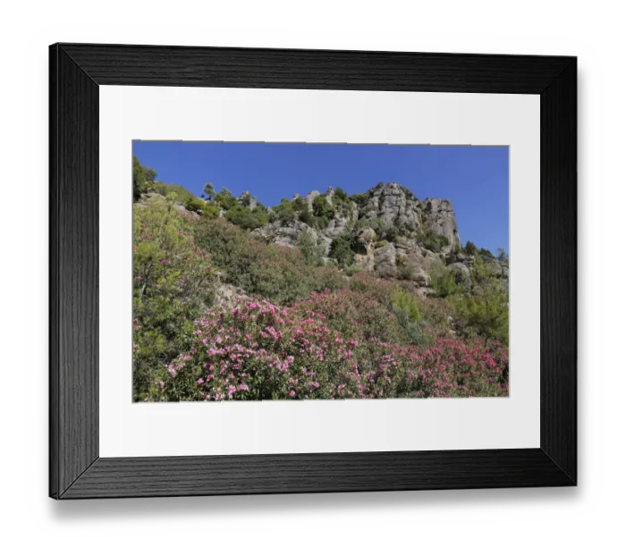Framed Print : Oleander -Nerium oleander-, Taurus Mountains, Koepruelue Canyon National Park, Antalya Province, Turkey Framed Print : Oleander -Nerium oleander-, Taurus Mountains, Koepruelue Canyon National Park, Antalya Province, Turkey