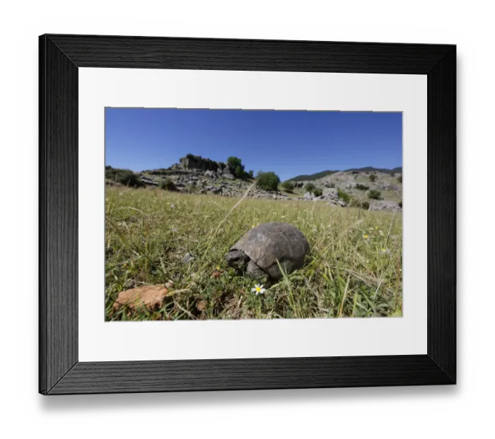 Framed Print : Mediterranean Spur-thighed Tortoise -Testudo graeca- on grass, Koepruelue Canyon National Park, Antalya Province, Turkey Framed Print : Mediterranean Spur-thighed Tortoise -Testudo graeca- on grass, Koepruelue Canyon National Park, Antalya Province, Turkey
