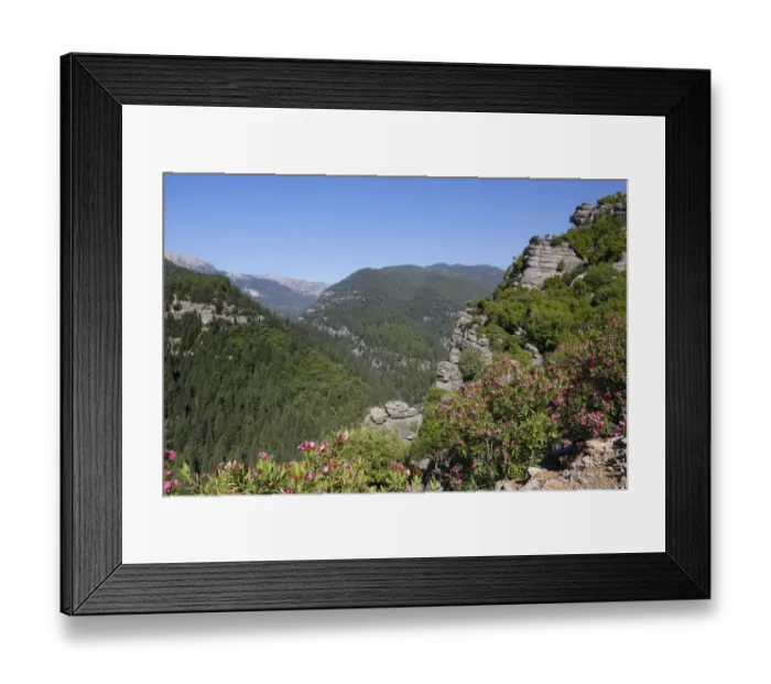 Framed Print : Oleander -Nerium oleander-, Taurus Mountains, Koepruelue Canyon National Park, Antalya Province, Turkey Framed Print : Oleander -Nerium oleander-, Taurus Mountains, Koepruelue Canyon National Park, Antalya Province, Turkey