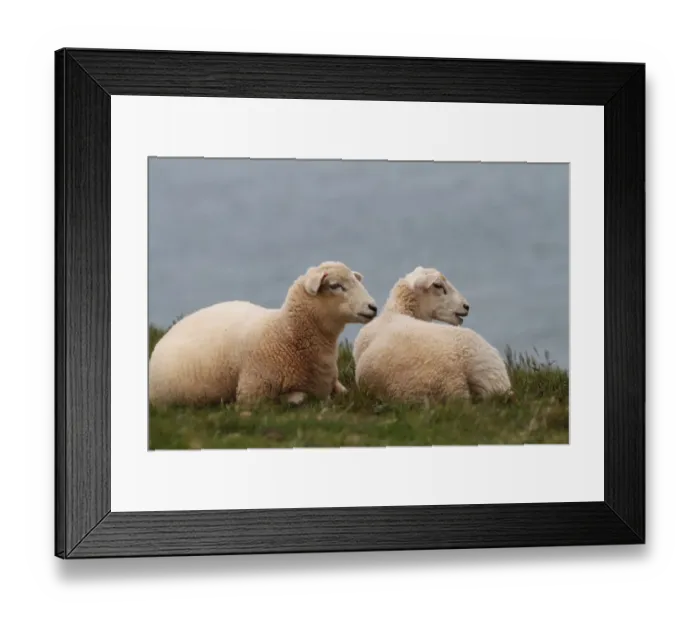 Framed Print : Two sheep on the English Atlantic coast, Devon, England, United Kingdom Framed Print : Two sheep on the English Atlantic coast, Devon, England, United Kingdom