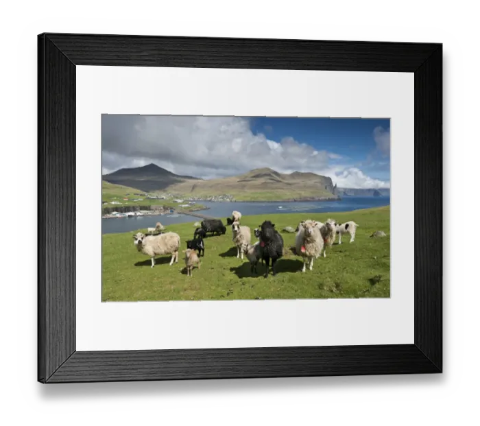 Framed Print : Sheep, Vagar, Faroe Islands, Denmark Framed Print : Sheep, Vagar, Faroe Islands, Denmark