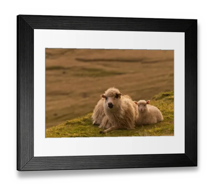 Framed Print : Ewe with lamb, lying down, evening mood, Faroe Islands, Denmark
