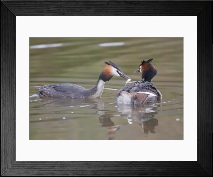 Framed Print : Great Crested Grebe -Podiceps cristatus-, family, feeding chick in plumage, North Hesse, Hesse, Germany