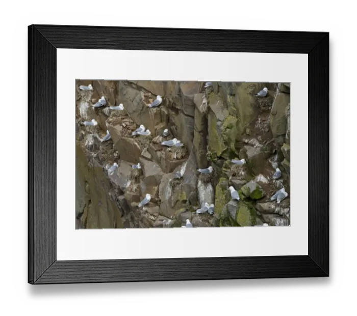 Framed Print : Nesting Black-legged Kittiwakes-Rissa tridactyla- in a cliff, Mykines, Faroe Islands, Denmark Framed Print : Nesting Black-legged Kittiwakes-Rissa tridactyla- in a cliff, Mykines, Faroe Islands, Denmark