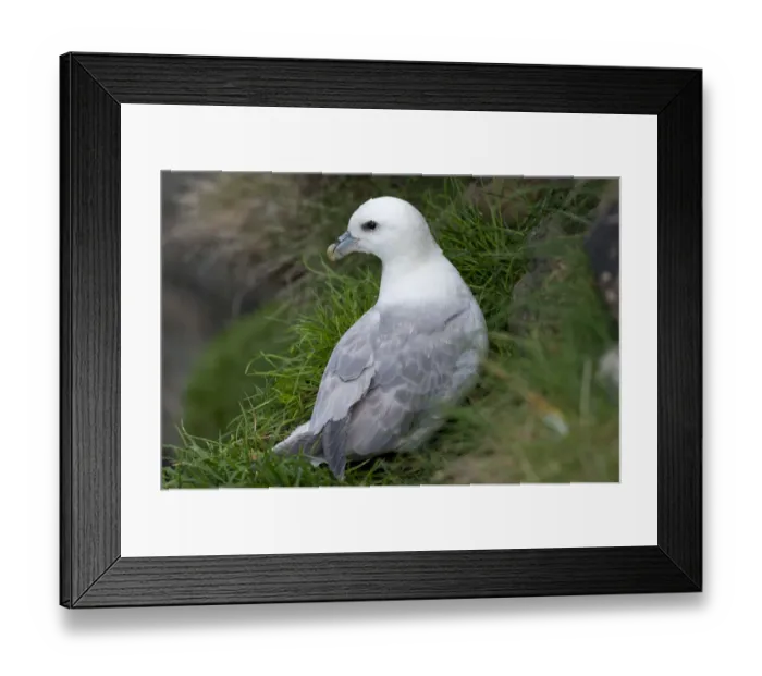 Framed Print : Fulmar -Fulmarus glacialis-, Mykines, Faroe Islands, Denmark Framed Print : Fulmar -Fulmarus glacialis-, Mykines, Faroe Islands, Denmark