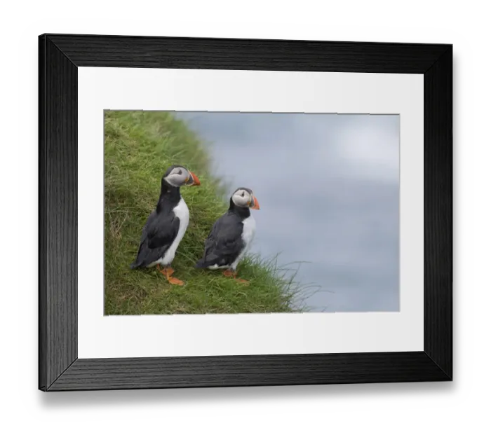 Framed Print : Puffins -Fratercula arctica-, Mykines, Faroe Islands, Denmark