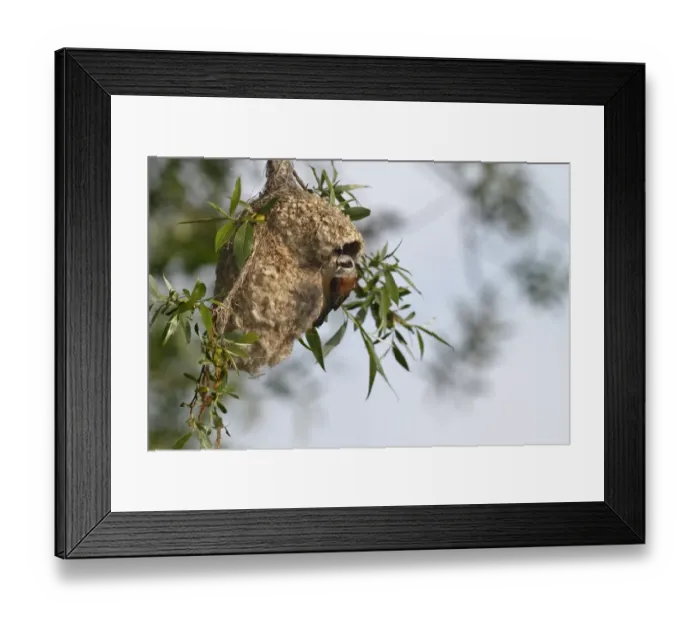Framed Print : Penduline Tit -Remiz pendulinus-, approaching the nest to supply feed for young, Mecklenburg-Western Pomerania, Germany Framed Print : Penduline Tit -Remiz pendulinus-, approaching the nest to supply feed for young, Mecklenburg-Western Pomerania, Germany
