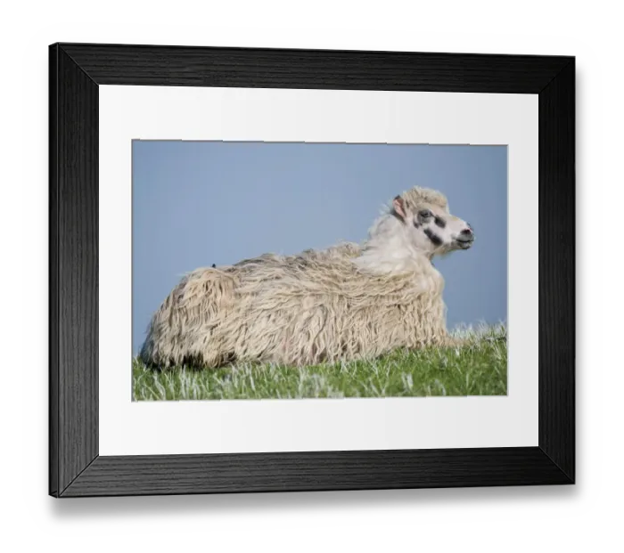 Framed Print : Sheep, lying down, Faroe Islands, Denmark Framed Print : Sheep, lying down, Faroe Islands, Denmark