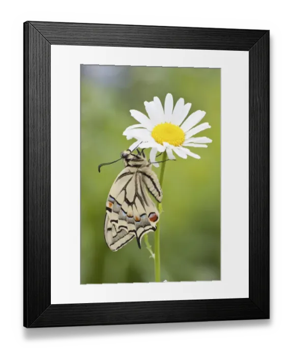 Framed Print : Old World Swallowtail -Papilio machaon- butterfly on a Marguerite, North Hesse, Hesse, Germany Framed Print : Old World Swallowtail -Papilio machaon- butterfly on a Marguerite, North Hesse, Hesse, Germany