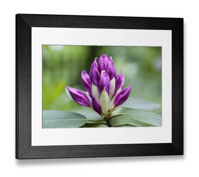 Framed Print : Rhododendron -Rhododendron-, flower bud, North Rhine-Westphalia, Germany Framed Print : Rhododendron -Rhododendron-, flower bud, North Rhine-Westphalia, Germany