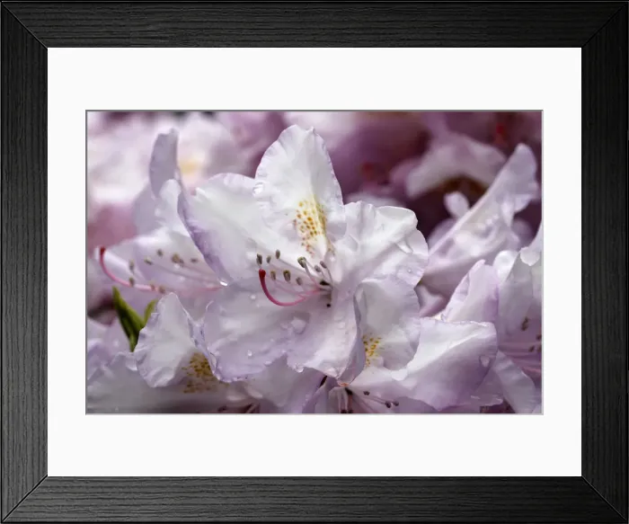 Framed Print : Rhododendron -Rhododendron-, flowering, North Rhine-Westphalia, Germany Framed Print : Rhododendron -Rhododendron-, flowering, North Rhine-Westphalia, Germany