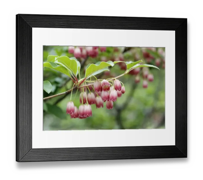 Framed Print : Redvein Enkianthus -Enkianthus campanulatus-, North Rhine-Westphalia, Germany Framed Print : Redvein Enkianthus -Enkianthus campanulatus-, North Rhine-Westphalia, Germany