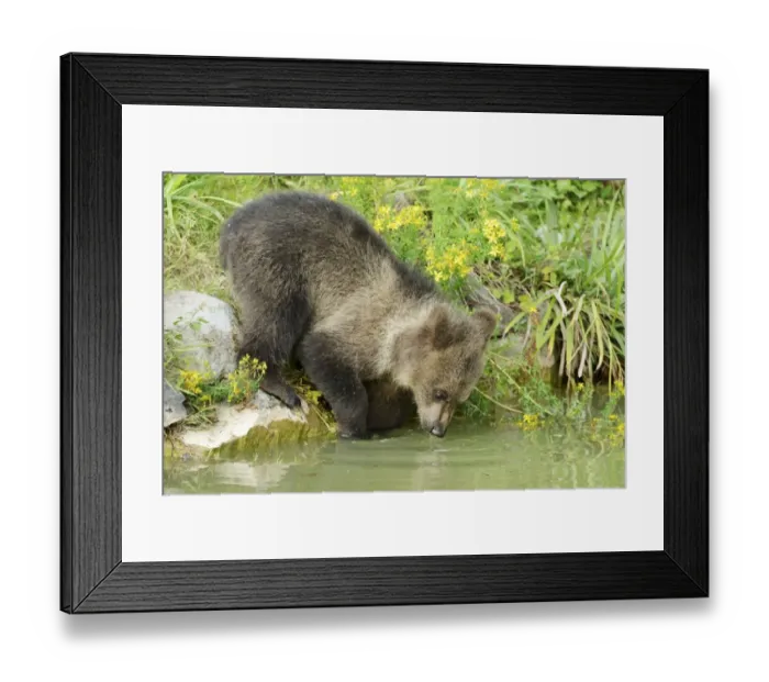Framed Print : Young Brown Bear -Ursus arctos-, drinking, captive, Wildlife Park Langenberg, Langnau am Albis, Canton of Zurich, Switzerland Framed Print : Young Brown Bear -Ursus arctos-, drinking, captive, Wildlife Park Langenberg, Langnau am Albis, Canton of Zurich, Switzerland