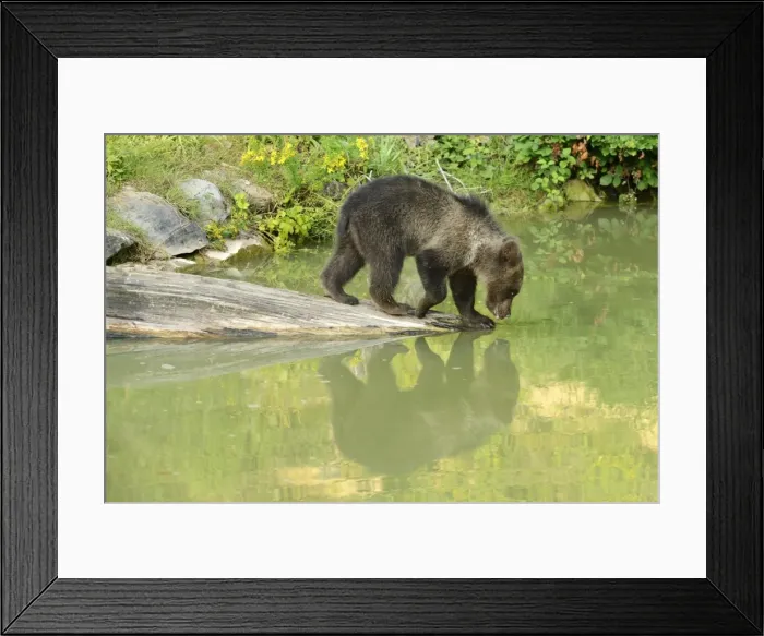 Framed Print : Young Brown Bear -Ursus arctos-, drinking, with its reflection in the water, captive, Wildlife Park Langenberg, Langnau am Albis, Canton of Zurich, Switzerland Framed Print : Young Brown Bear -Ursus arctos-, drinking, with its reflection in the water, captive, Wildlife Park Langenberg, Langnau am Albis, Canton of Zurich, Switzerland