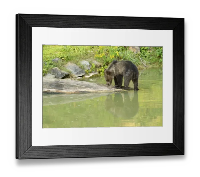 Framed Print : Young Brown Bear -Ursus arctos- with its reflection in the water, captive, Wildlife Park Langenberg, Langnau am Albis, Canton of Zurich, Switzerland Framed Print : Young Brown Bear -Ursus arctos- with its reflection in the water, captive, Wildlife Park Langenberg, Langnau am Albis, Canton of Zurich, Switzerland