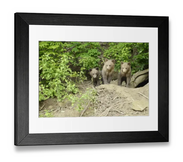 Framed Print : Brown Bears -Ursus arctos-, cubs standing in front of their den, captive, Wildlife Park Langenberg, Langnau am Albis, Canton of Zurich, Switzerland Framed Print : Brown Bears -Ursus arctos-, cubs standing in front of their den, captive, Wildlife Park Langenberg, Langnau am Albis, Canton of Zurich, Switzerland