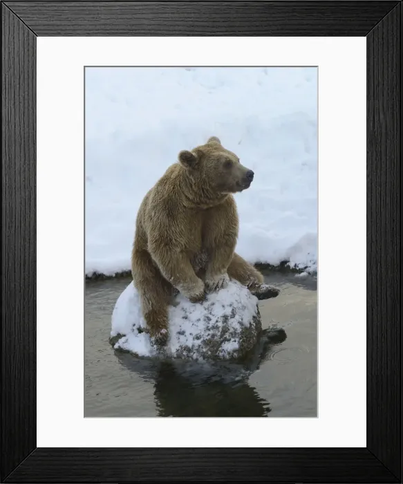 Framed Print : Brown Bear -Ursus arctos-, sitting on a stone, captive, Wildlife Park Langenberg, Langnau am Albis, Canton of Zurich, Switzerland