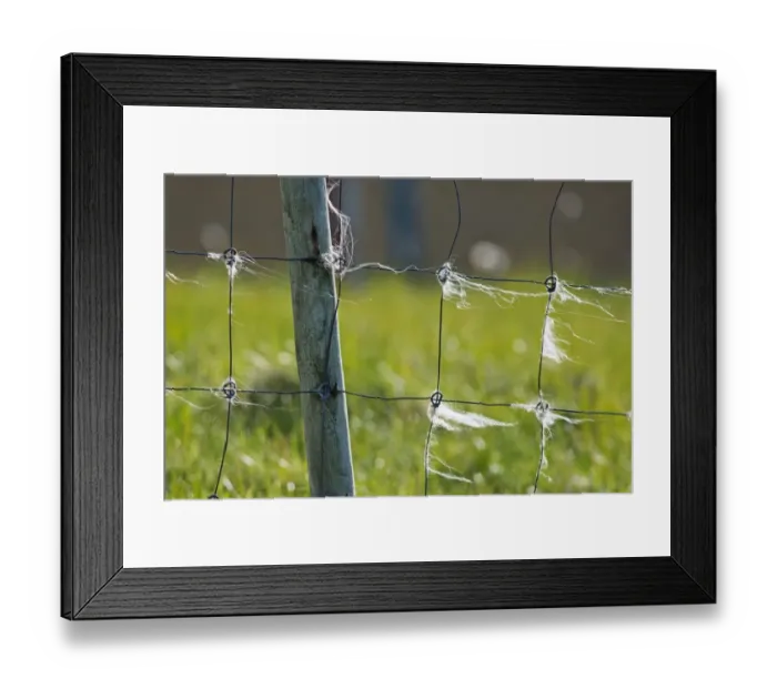 Framed Print : Sheep wool on fence, Mykines, Faroe Islands, Denmark Framed Print : Sheep wool on fence, Mykines, Faroe Islands, Denmark