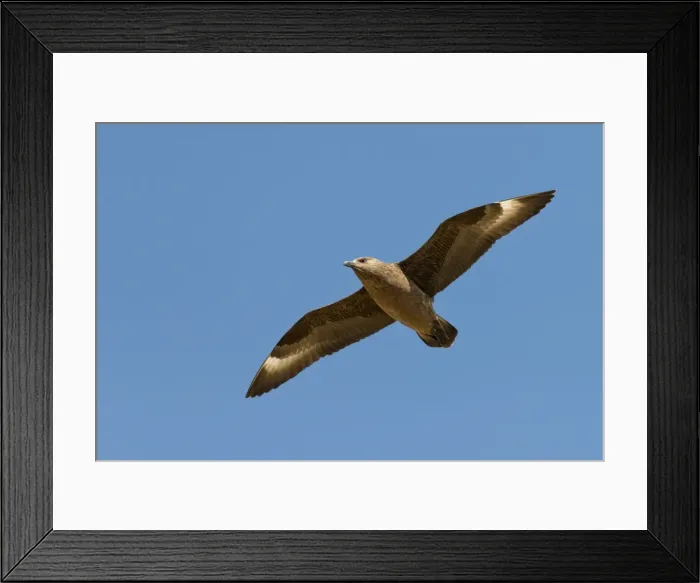 Framed Print : Skua -Stercorarius skua- in flight, Mykines, Faroe Islands, Denmark Framed Print : Skua -Stercorarius skua- in flight, Mykines, Faroe Islands, Denmark