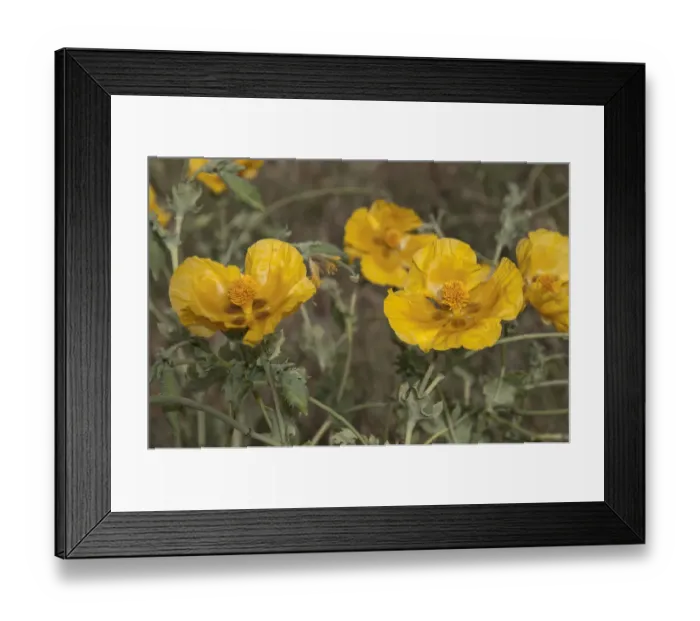 Framed Print : Yellow Horned Poppy or Yellow Hornpoppy -Glaucium fluvum-, Katerini, Central Macedonia, Greece Framed Print : Yellow Horned Poppy or Yellow Hornpoppy -Glaucium fluvum-, Katerini, Central Macedonia, Greece