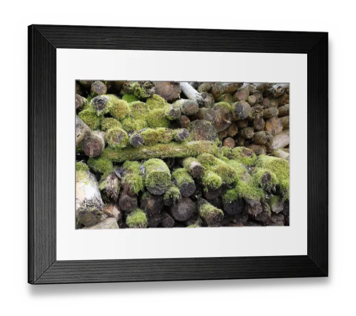Framed Print : Woodpile covered with moss, Allgau, Bavaria, Germany Framed Print : Woodpile covered with moss, Allgau, Bavaria, Germany
