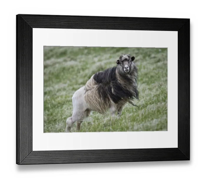 Framed Print : Sheep, moulting, Mykines, Utoyggjar, Outer Islands, Faroe Islands, Denmark Framed Print : Sheep, moulting, Mykines, Utoyggjar, Outer Islands, Faroe Islands, Denmark