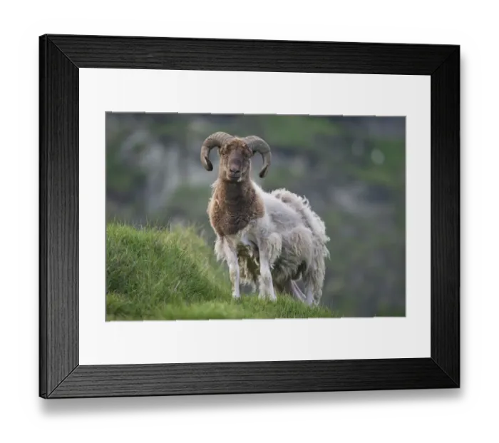 Framed Print : Ram, Mykines, Utoyggjar, Outer Islands, Faroe Islands, Denmark Framed Print : Ram, Mykines, Utoyggjar, Outer Islands, Faroe Islands, Denmark