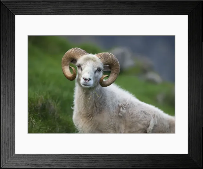 Framed Print : Ram, Mykines, Utoyggjar, Outer Islands, Faroe Islands, Denmark Framed Print : Ram, Mykines, Utoyggjar, Outer Islands, Faroe Islands, Denmark
