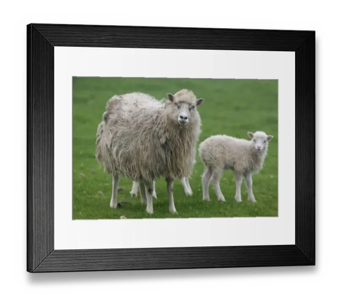 Framed Print : Ewe with lamb, Mykines, Utoyggjar, Outer Islands, Faroe Islands, Denmark Framed Print : Ewe with lamb, Mykines, Utoyggjar, Outer Islands, Faroe Islands, Denmark
