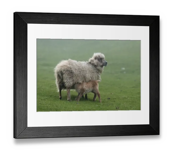 Framed Print : Ewe with lamb, Mykines, Utoyggjar, Outer Islands, Faroe Islands, Denmark Framed Print : Ewe with lamb, Mykines, Utoyggjar, Outer Islands, Faroe Islands, Denmark
