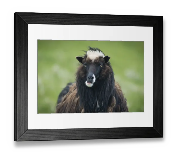 Framed Print : Sheep, Mykines, Utoyggjar, Outer Islands, Faroe Islands, Denmark Framed Print : Sheep, Mykines, Utoyggjar, Outer Islands, Faroe Islands, Denmark