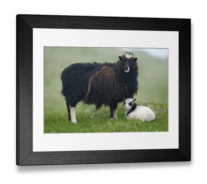 Framed Print : Ewe with lamb, Mykines, Utoyggjar, Outer Islands, Faroe Islands, Denmark Framed Print : Ewe with lamb, Mykines, Utoyggjar, Outer Islands, Faroe Islands, Denmark