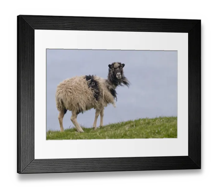 Framed Print : Sheep, Mykines, Faroe Islands, Denmark Framed Print : Sheep, Mykines, Faroe Islands, Denmark
