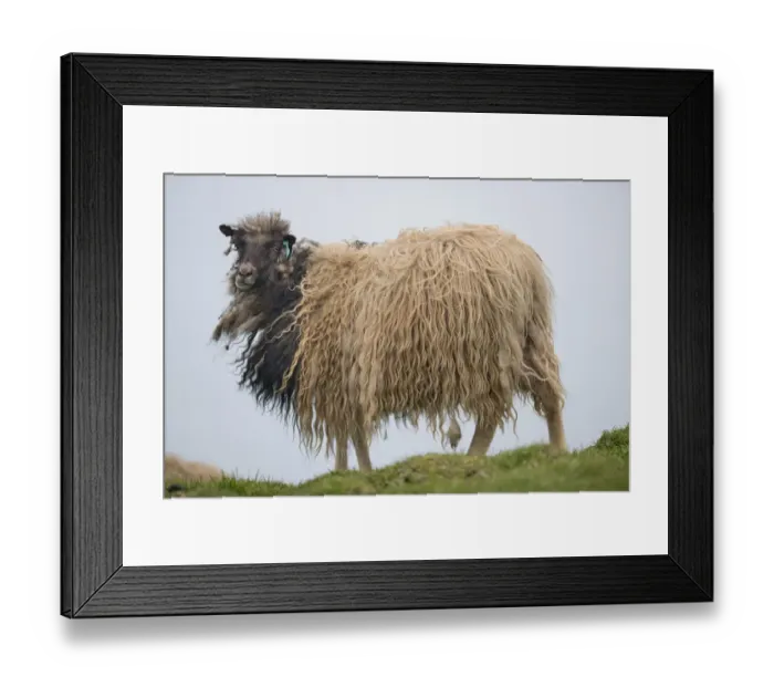 Framed Print : Sheep, Mykines, Faroe Islands, Denmark Framed Print : Sheep, Mykines, Faroe Islands, Denmark