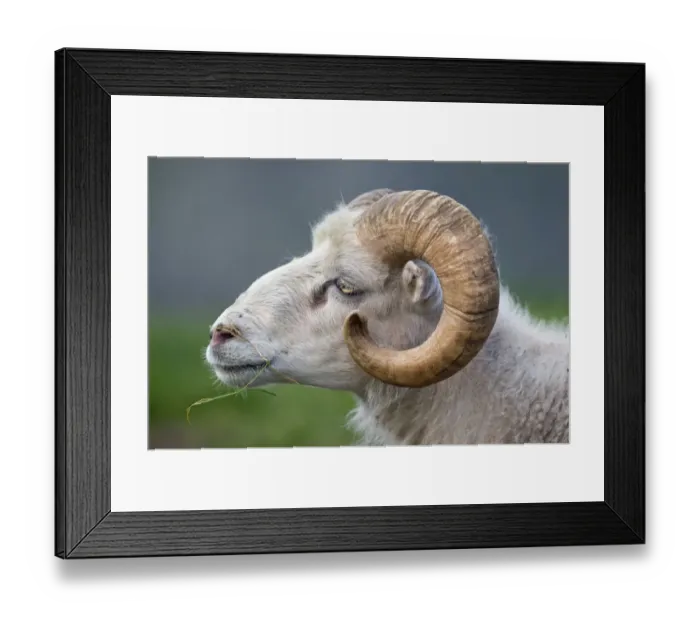 Framed Print : Ram, Mykines, Faroe Islands, Denmark Framed Print : Ram, Mykines, Faroe Islands, Denmark