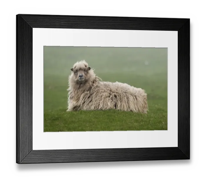 Framed Print : Sheep, Mykines, Faroe Islands, Denmark Framed Print : Sheep, Mykines, Faroe Islands, Denmark