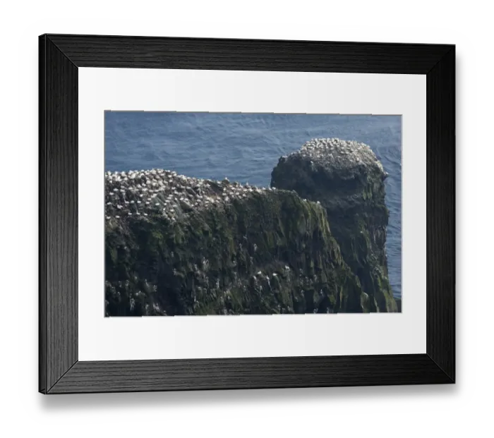 Framed Print : Gannet colony, gannets -Morus bassana-, Mykines, Faroe Islands, Denmark Framed Print : Gannet colony, gannets -Morus bassana-, Mykines, Faroe Islands, Denmark