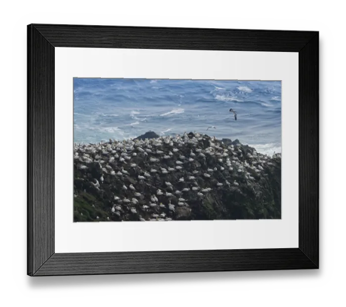 Framed Print : Gannet colony, gannets -Morus bassana-, Mykines, Faroe Islands, Denmark Framed Print : Gannet colony, gannets -Morus bassana-, Mykines, Faroe Islands, Denmark